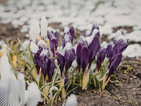 Spring crocus flowers blooming through snow Ontario early spring garden thaw