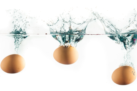 eggs in water